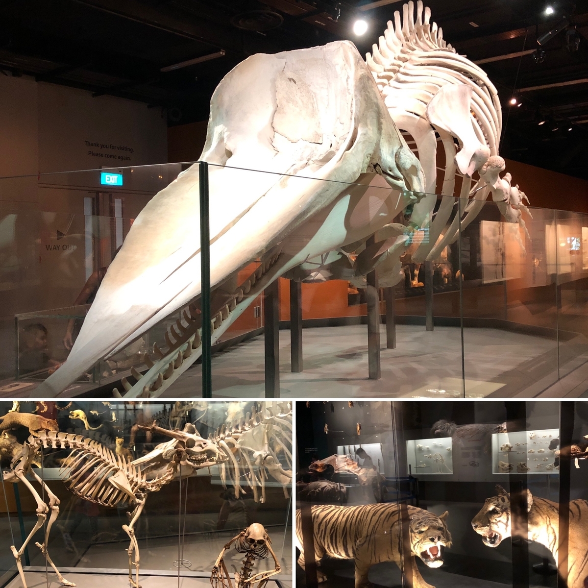 f:id:mochirinax:20210723224448j:plain