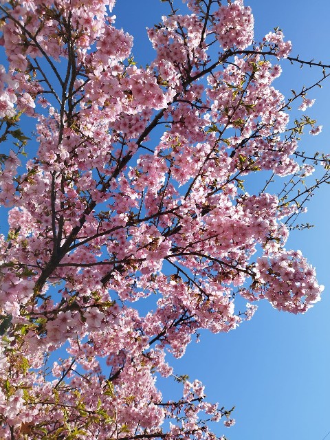 f:id:moclog:20230312084932j:image f:id:moclog:20230312084932j:image