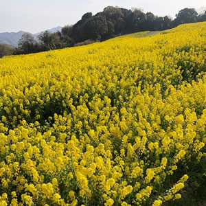 f:id:moco_1019:20220411202033j:plain