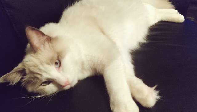 f:id:mococaramel:20220312174955j:image