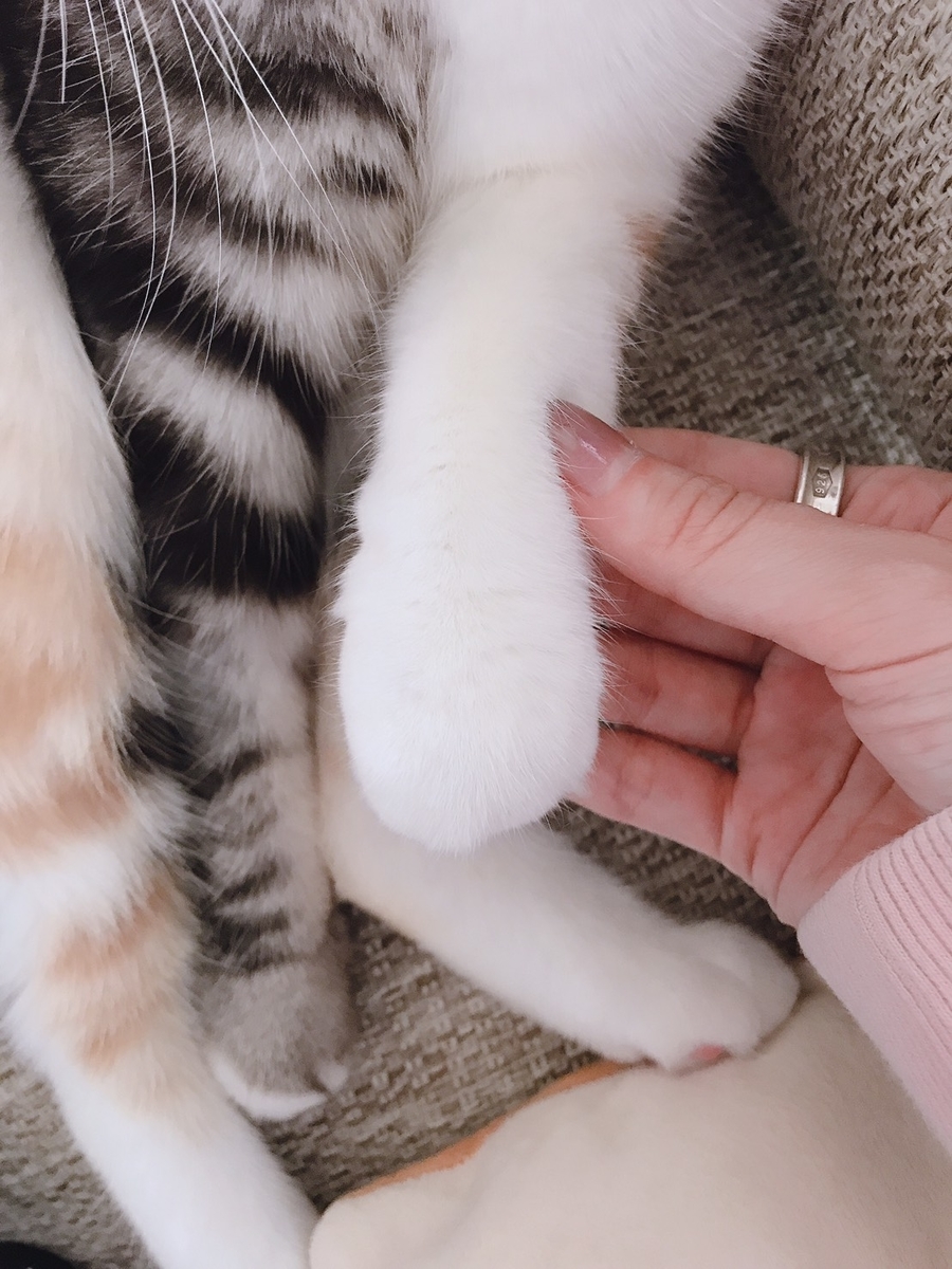 f:id:mocomama0521:20190419160521j:plain f:id:mocomama0521:20190419160521j:plain