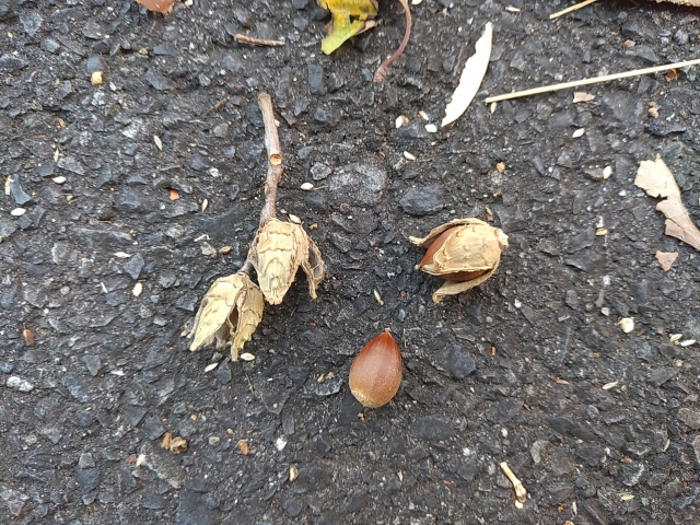 f:id:mocomocomoco1:20211121173622j:plain