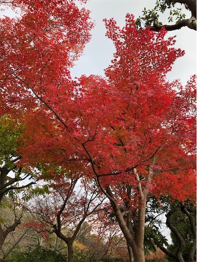 f:id:mocopome:20181125200219j:image f:id:mocopome:20181125200219j:image