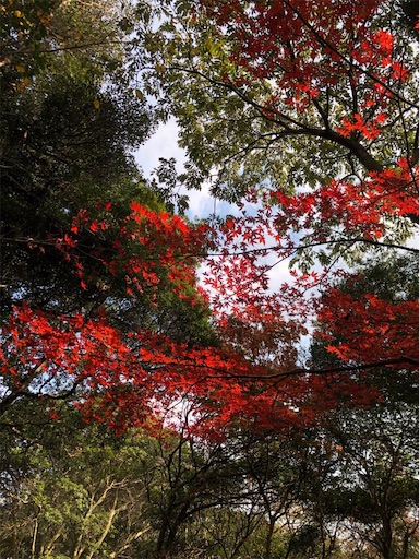 f:id:mocopome:20181125202452j:image f:id:mocopome:20181125202452j:image