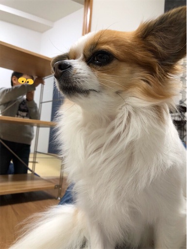 f:id:mocopome:20181213175518j:image f:id:mocopome:20181213175518j:image