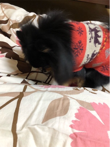 f:id:mocopome:20190101223027j:image f:id:mocopome:20190101223027j:image