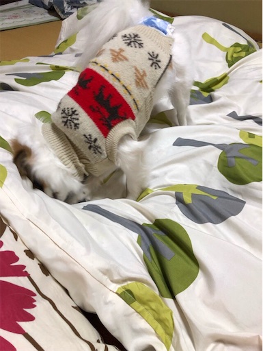 f:id:mocopome:20190101223033j:image f:id:mocopome:20190101223033j:image