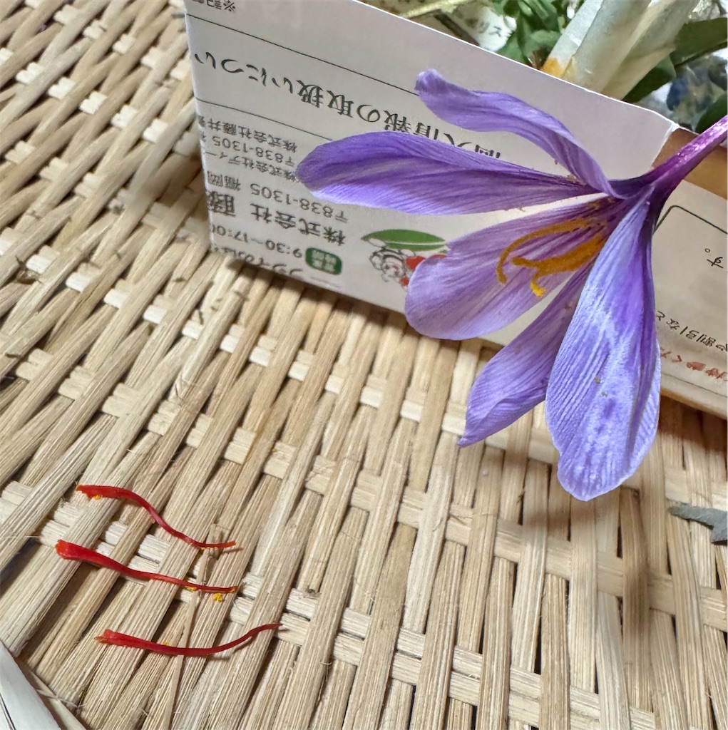 f:id:mocotanus:20251125223737j:image