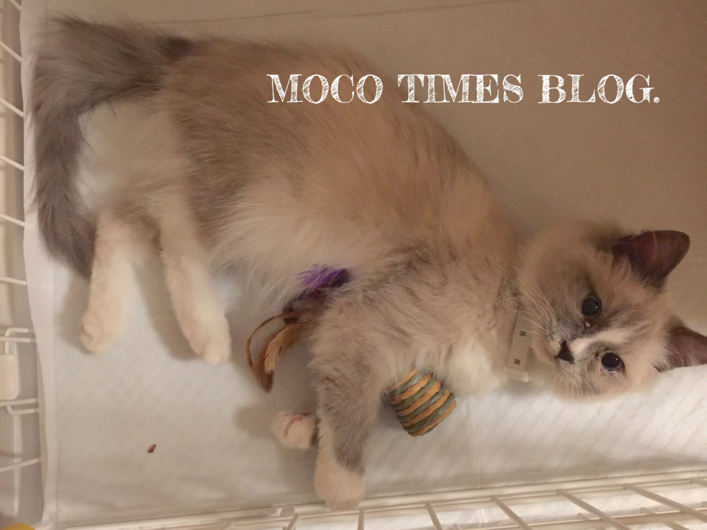 f:id:mocotimes:20161002171906j:plain