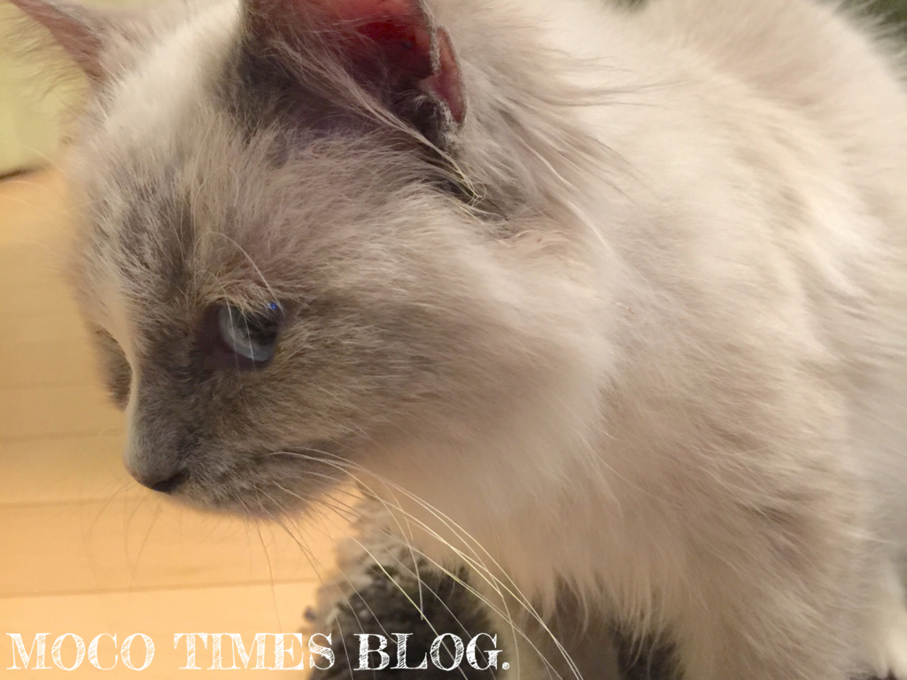 f:id:mocotimes:20161002171956j:plain