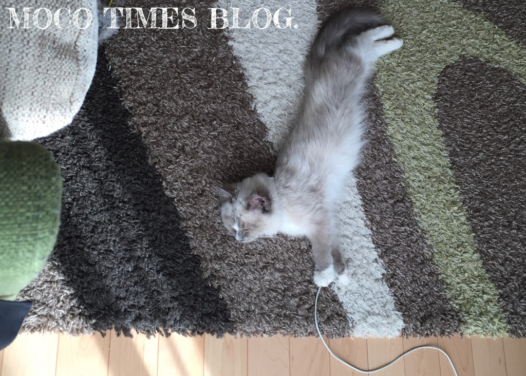 f:id:mocotimes:20161002172020j:plain