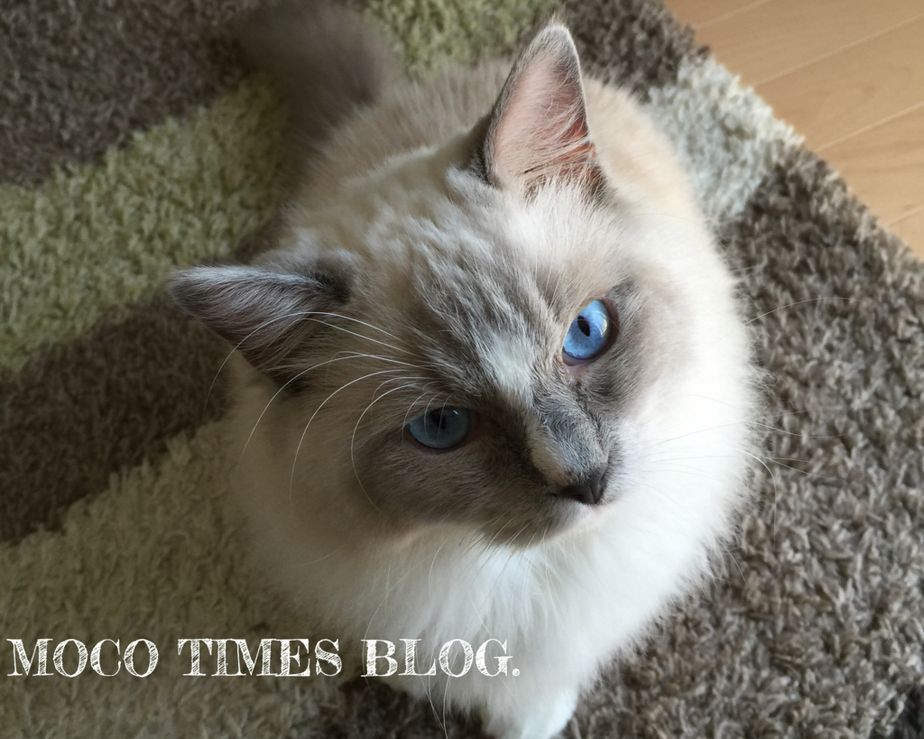 f:id:mocotimes:20161002172059j:plain