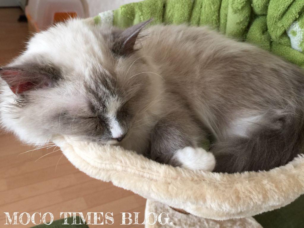 f:id:mocotimes:20161002172131j:plain