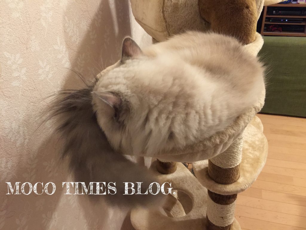 f:id:mocotimes:20161002172204j:plain