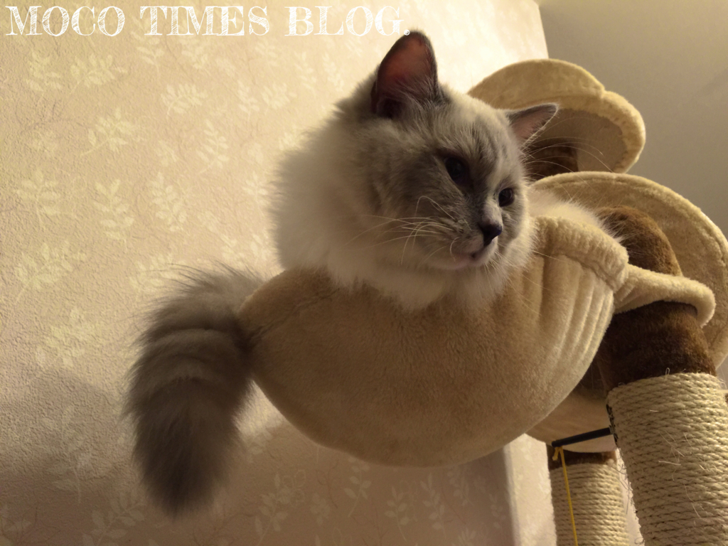 f:id:mocotimes:20161002172242j:plain