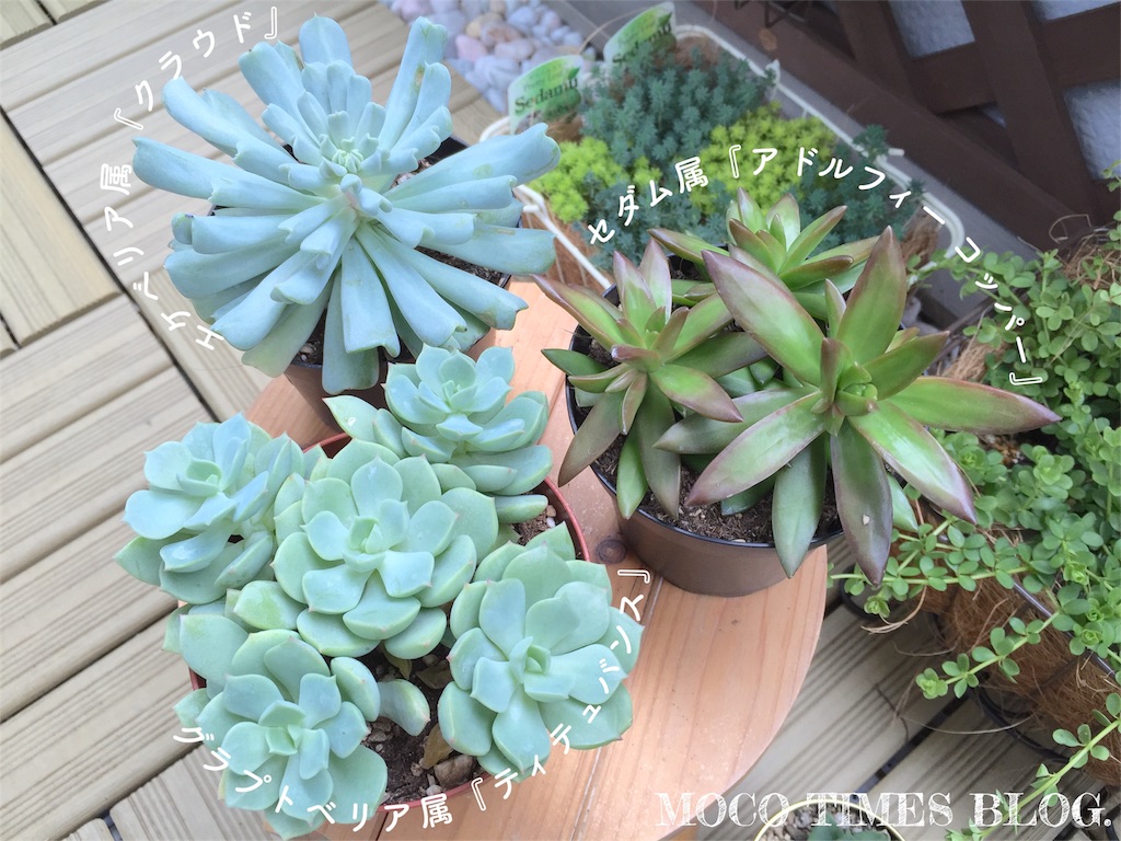 f:id:mocotimes:20161005182039j:image