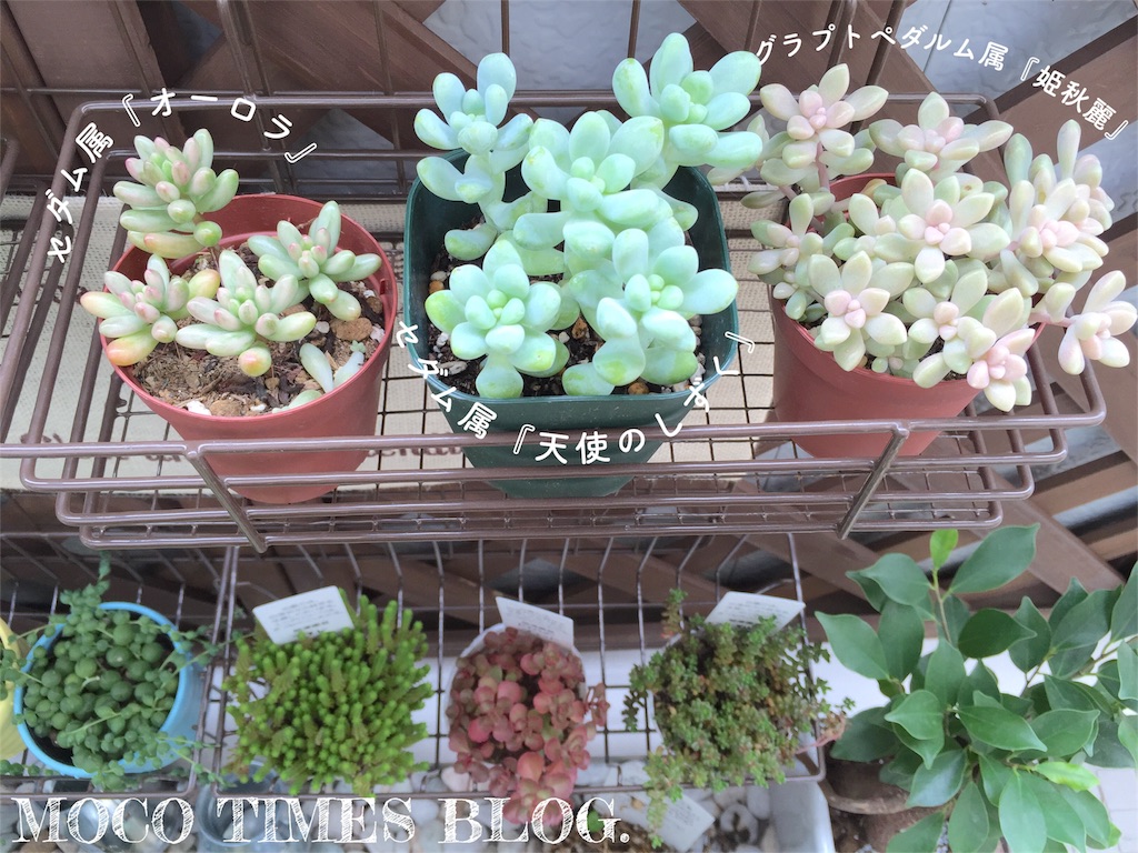 f:id:mocotimes:20161005182053j:image