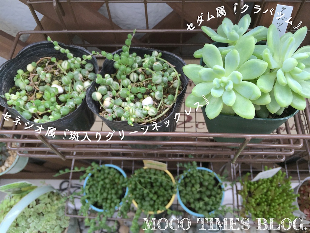 f:id:mocotimes:20161005182058j:image