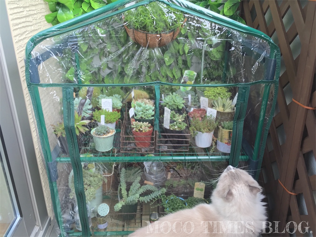 f:id:mocotimes:20161005182233j:image