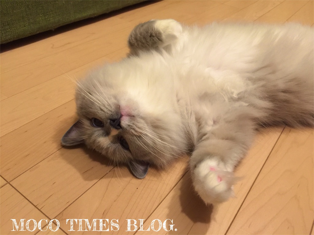 f:id:mocotimes:20161021204806j:image