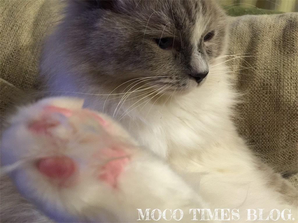 f:id:mocotimes:20161021204818j:image