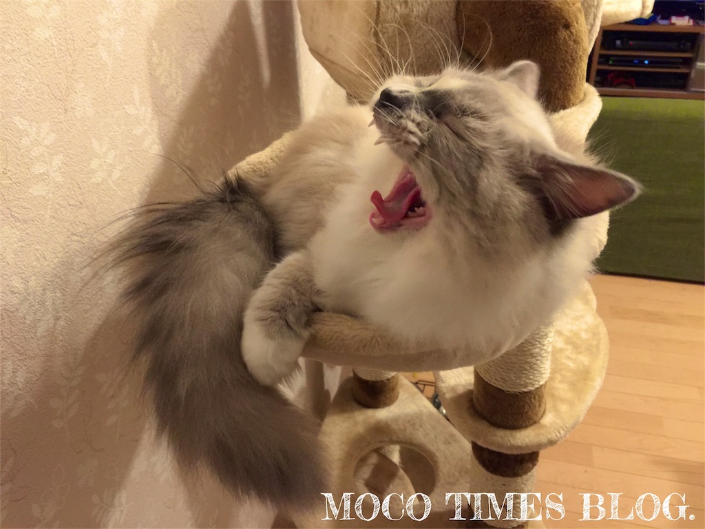 f:id:mocotimes:20161021204826j:image