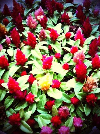 f:id:modestplan:20110127125626j:image
