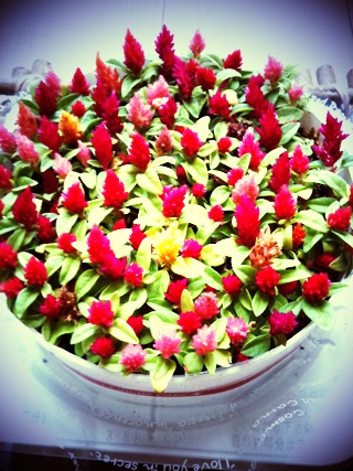 f:id:modestplan:20110127125627j:image