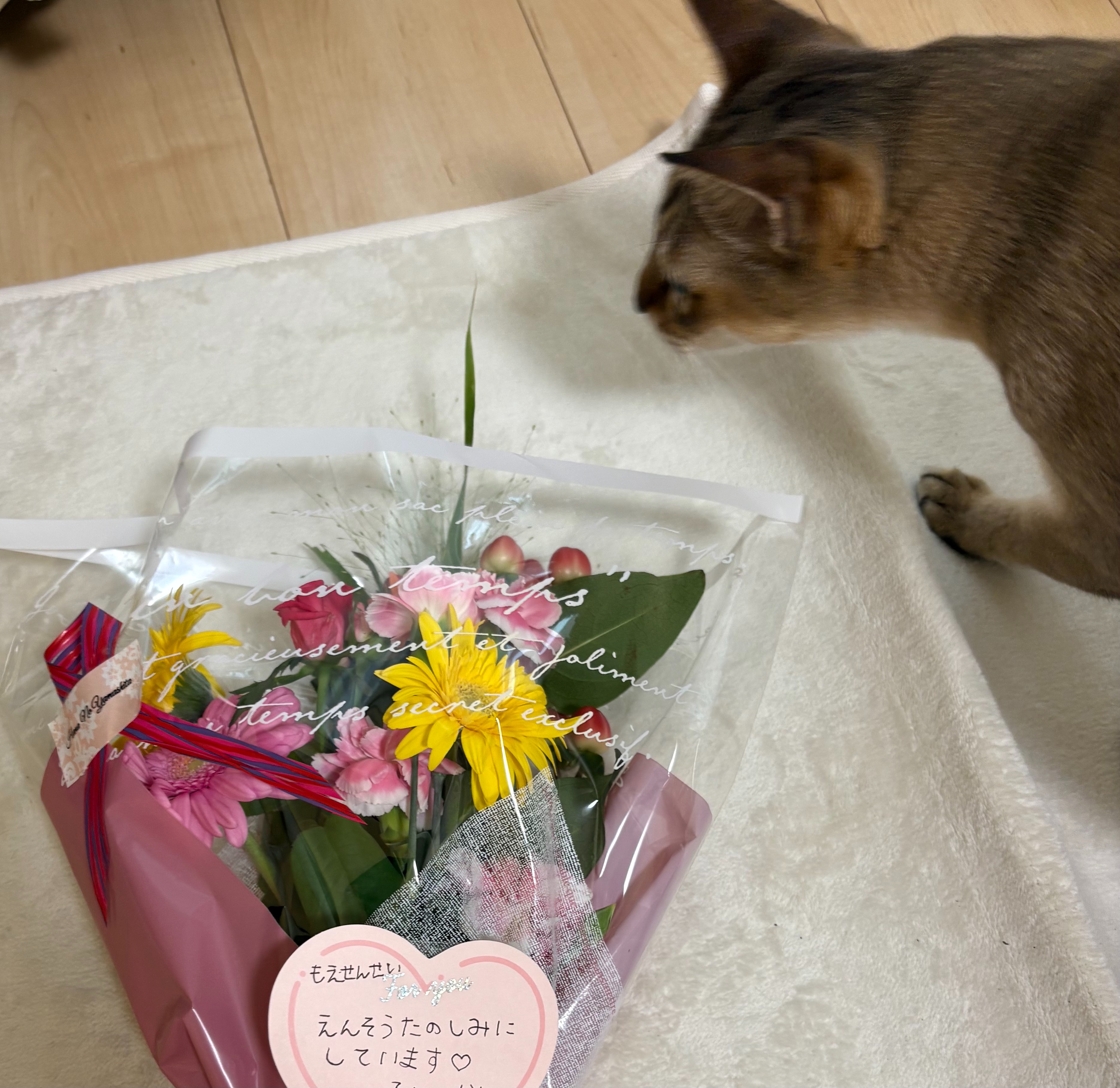 f:id:moe_pf:20250909234452j:image f:id:moe_pf:20250909234452j:image