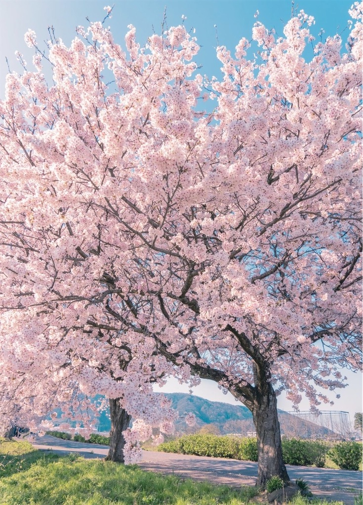 f:id:moegistyle:20250203214753j:image