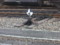 隅田川駅