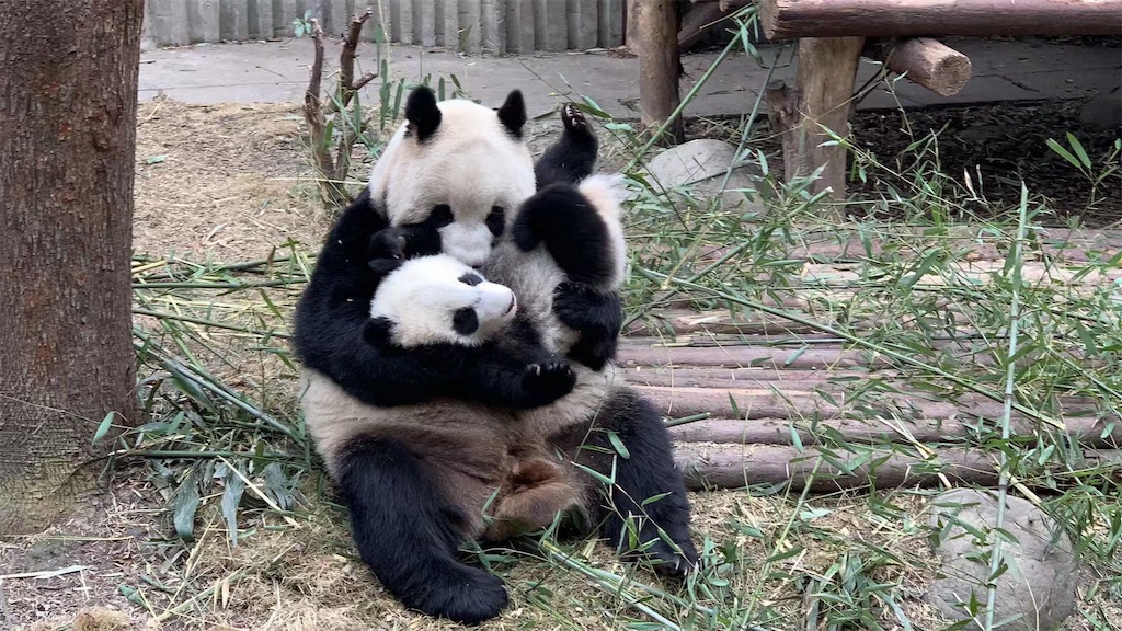 f:id:moeyo-fufu:20190224171631j:image