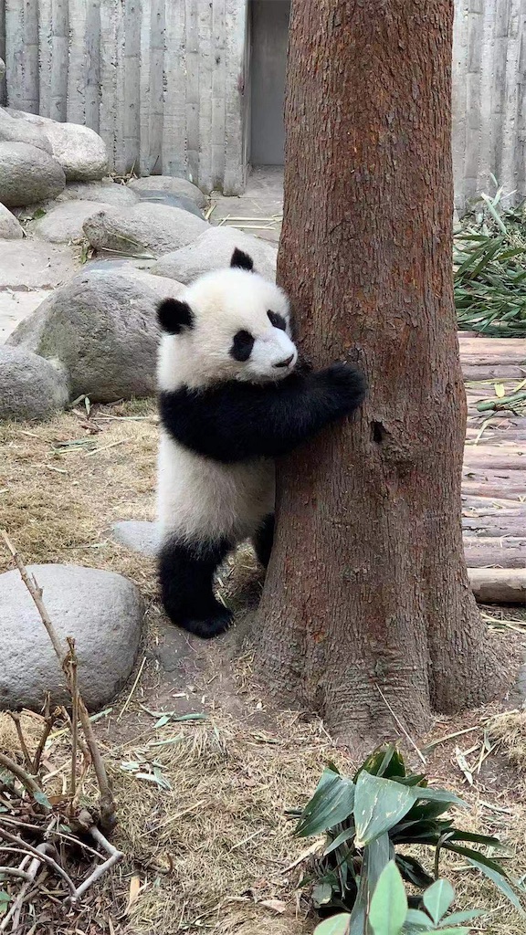 f:id:moeyo-fufu:20190224171903j:image