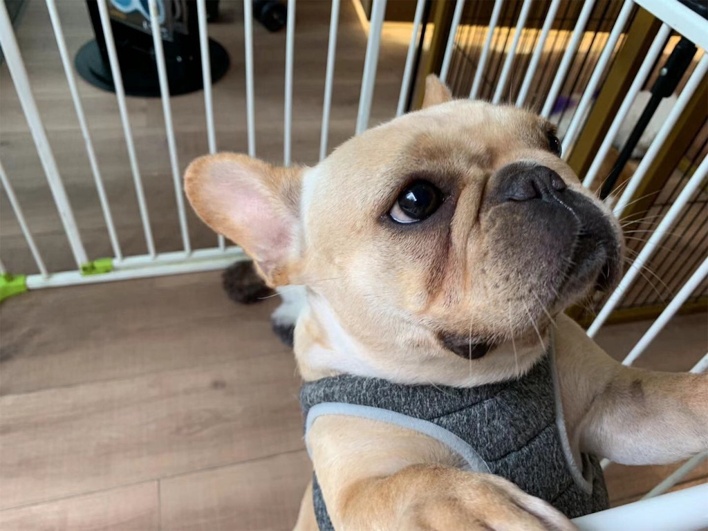 f:id:moeyo-fufu:20190804000847j:image f:id:moeyo-fufu:20190804000847j:image