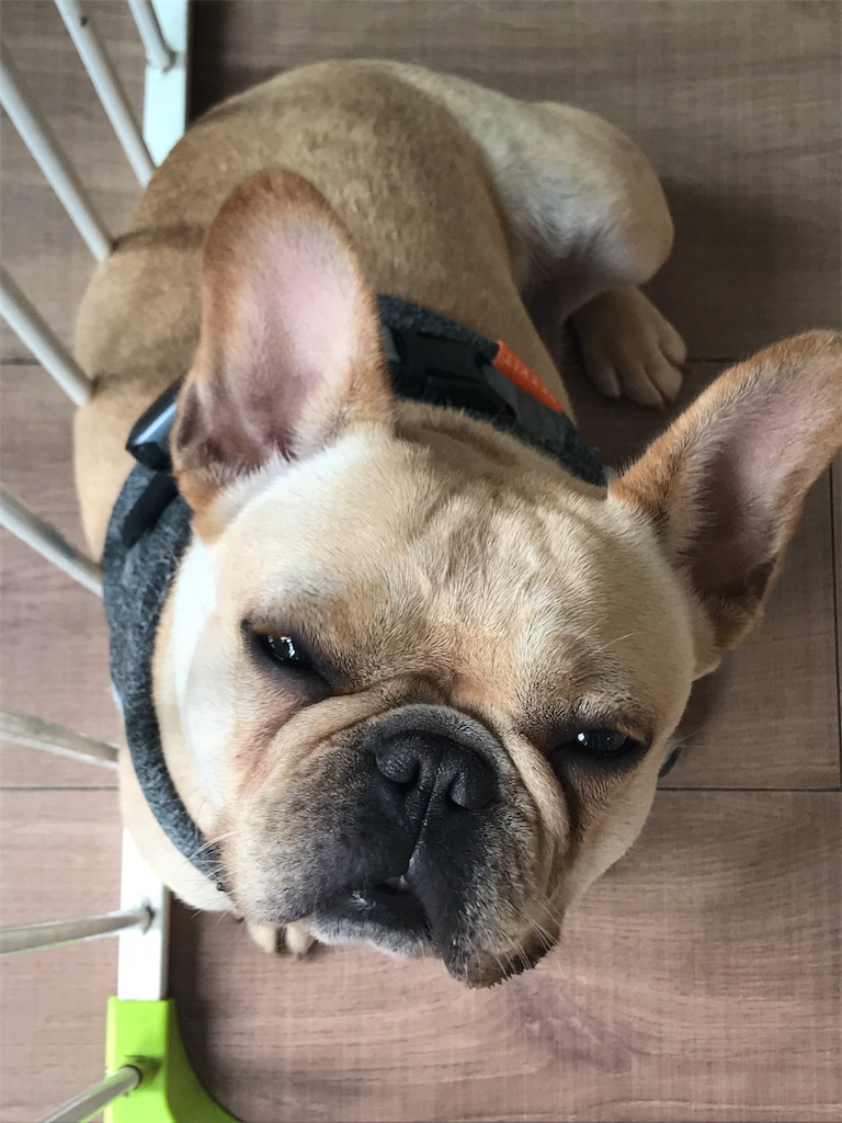 f:id:moeyo-fufu:20190804001051j:image f:id:moeyo-fufu:20190804001051j:image