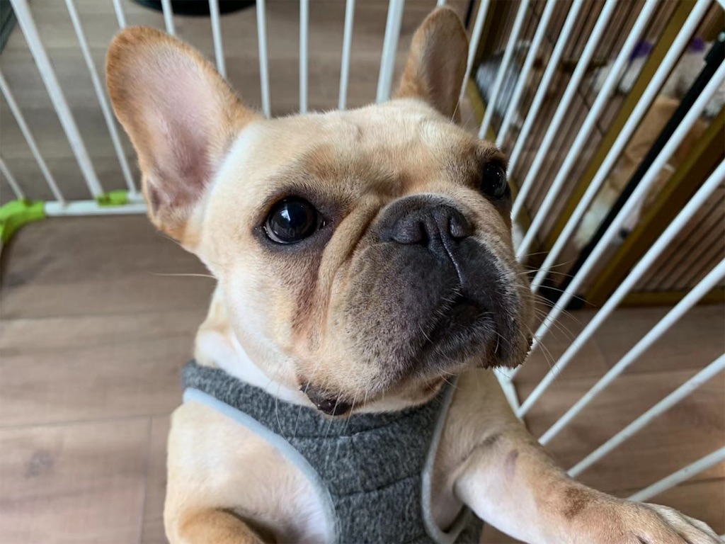f:id:moeyo-fufu:20190804001247j:image f:id:moeyo-fufu:20190804001247j:image