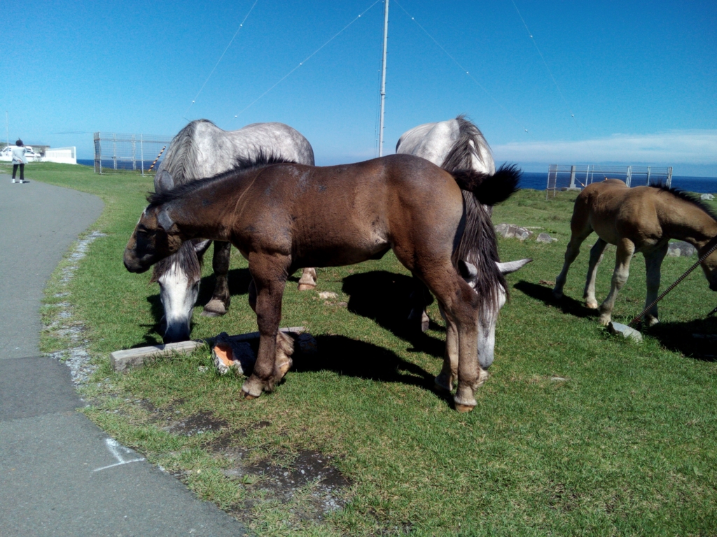 f:id:mofhandmade:20160901182410j:plain