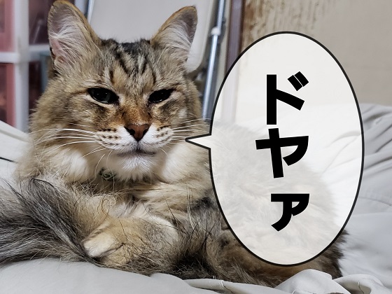 f:id:mofu_life:20190105235639j:plain f:id:mofu_life:20190105235639j:plain