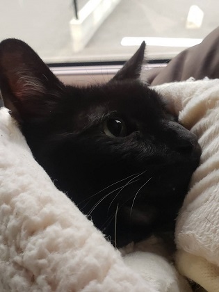 f:id:mofu_life:20190113002541j:plain f:id:mofu_life:20190113002541j:plain