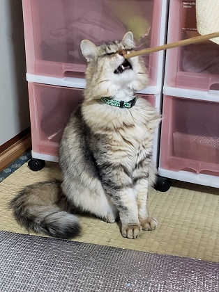 f:id:mofu_life:20190211023426j:plain f:id:mofu_life:20190211023426j:plain