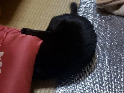 f:id:mofu_life:20190211023529j:plain f:id:mofu_life:20190211023529j:plain