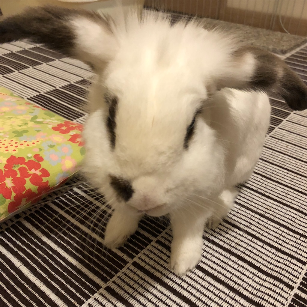 f:id:mofuiusagi:20180928175731j:image f:id:mofuiusagi:20180928175731j:image
