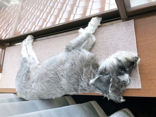 くるまる犬 ひげと家日和 くるまる犬 ひげと家日和