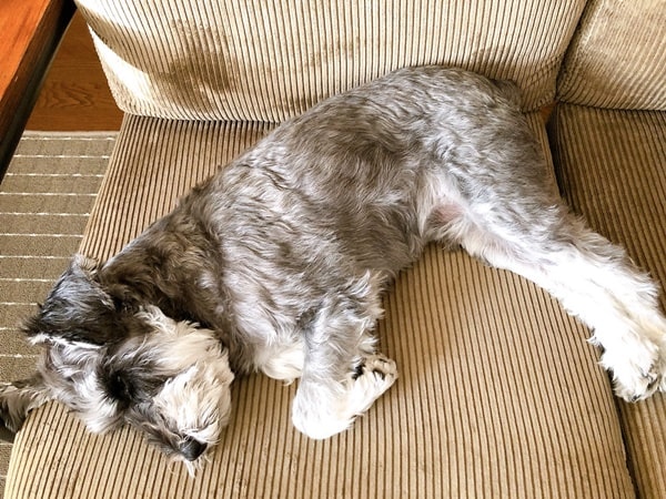 くるまる犬 ひげと家日和 くるまる犬 ひげと家日和