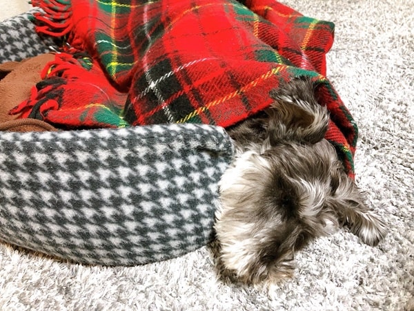 くるまる犬 ひげと家日和 くるまる犬 ひげと家日和