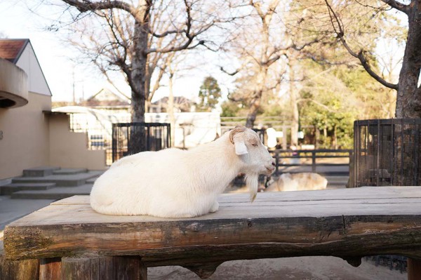 井の頭自然文化園 at吉祥寺