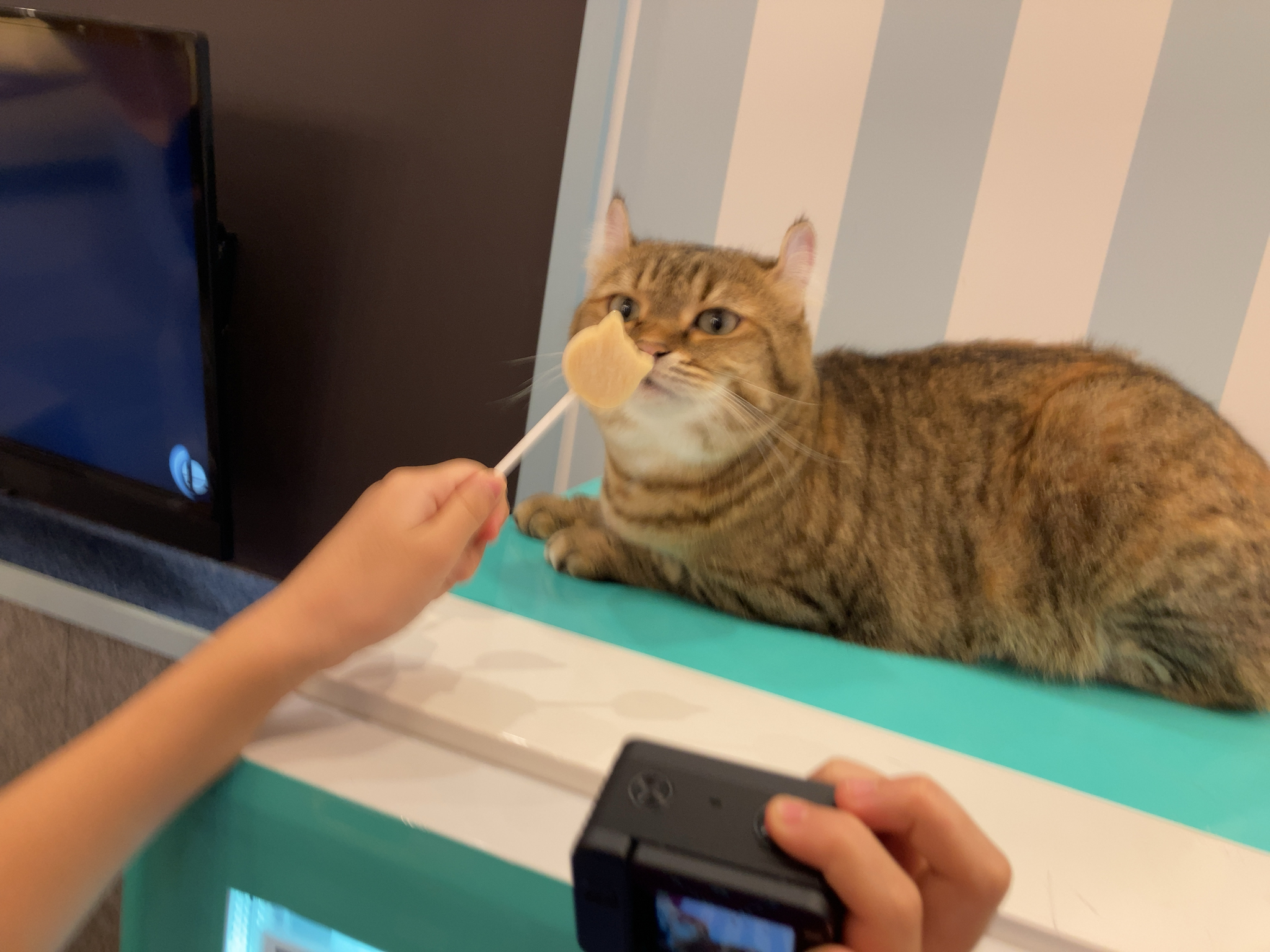 f:id:mogami74:20210905172820j:plain