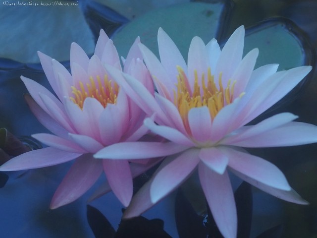 f:id:mogiha:20240915085348j:image