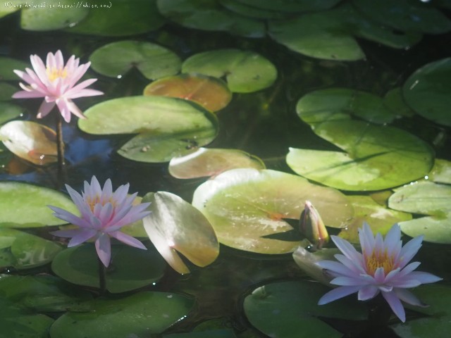 f:id:mogiha:20240915085358j:image