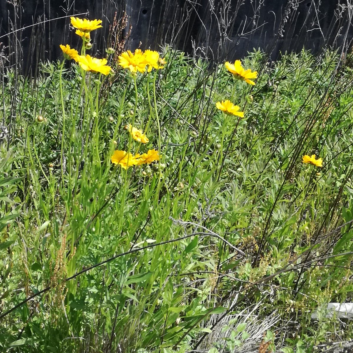 f:id:mogmogfirst:20190526205637j:plain f:id:mogmogfirst:20190526205637j:plain